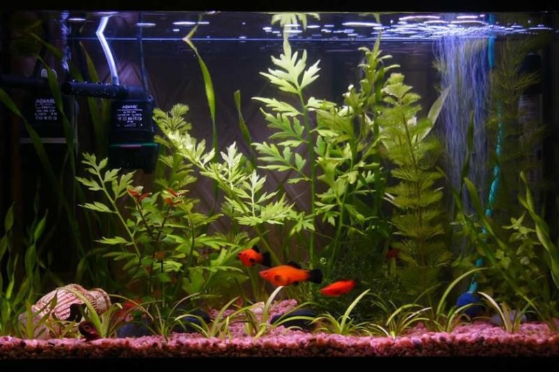 Можно ли создать уникальный аквариум?