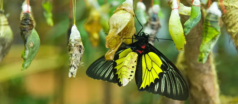 Купите тропические бабочки: как правильно выбрать и ухаживать за ними